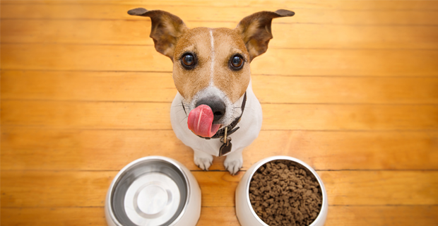 carne de cordero para perros 
