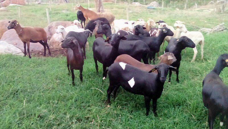 criaderos de carne de cordero