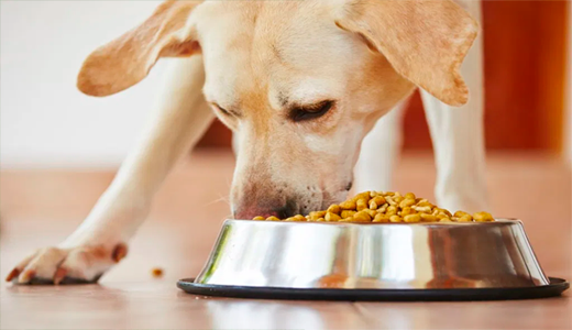 beneficios carne cordero en mascotas